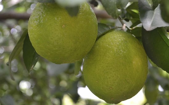 Citroner, Frugt, Citronsyre, Citrontræ