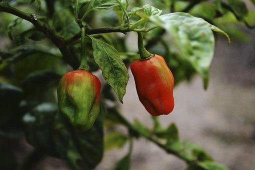 Chili Peber, Chili, Plantning, Krydret