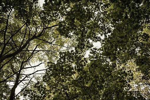 Free Forest Leaves photo and picture