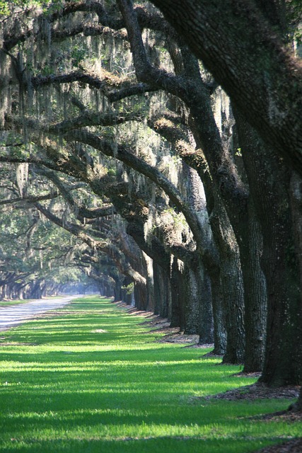 Free Trees Path photo and picture