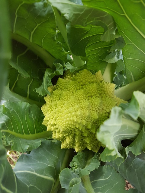 Rocoli Brócoli Vegetal - Foto gratis en Pixabay - Pixabay