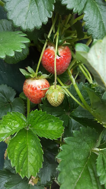 Free Strawberry Hanging Plant photo and picture