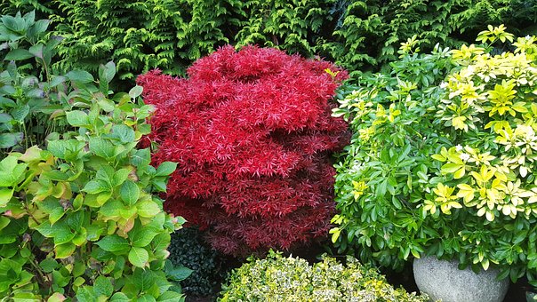 Free Scarlet Japanese Maple photo and picture