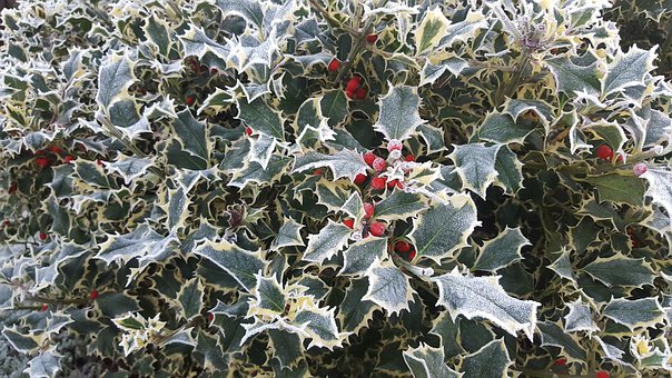 Free Holly Sheet photo and picture