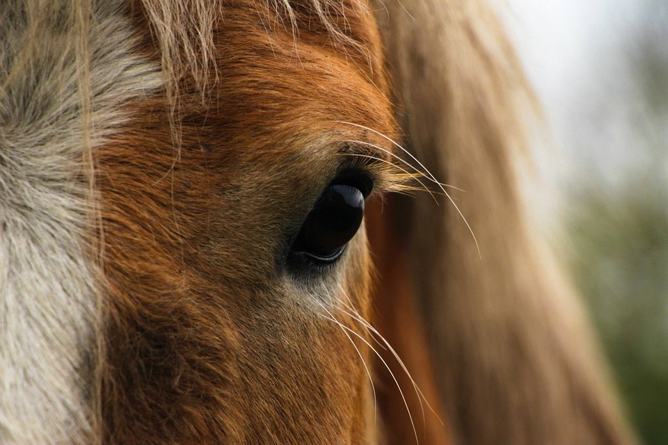 Close-up pics gratis
