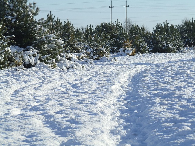 Free Snow Snow-Covered Trees photo and picture