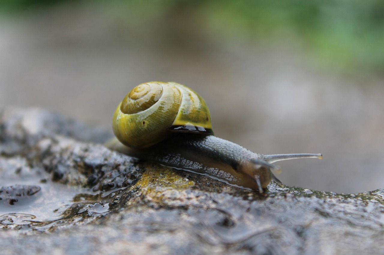 Snail Rain Tiny Free photo on Pixabay Pixabay