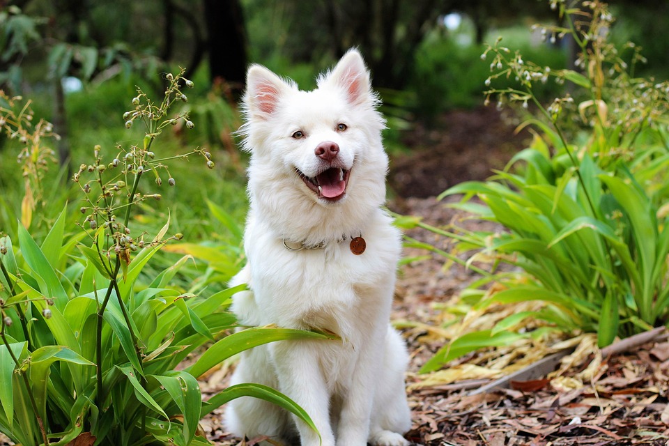 Pies Szczeniak Lapphund Darmowe Zdj cie Na Pixabay