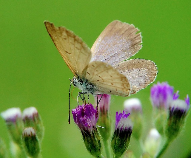 Free Butterfly Animal photo and picture
