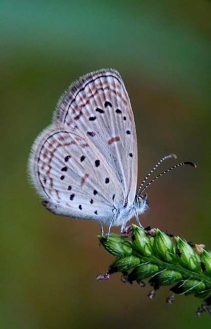 Free Butterfly Animal photo and picture