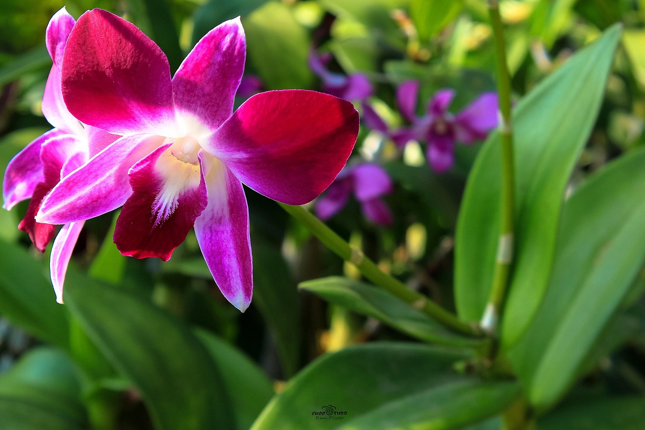 Orchid Flower Images Free Download At Eleanor Noel Blog