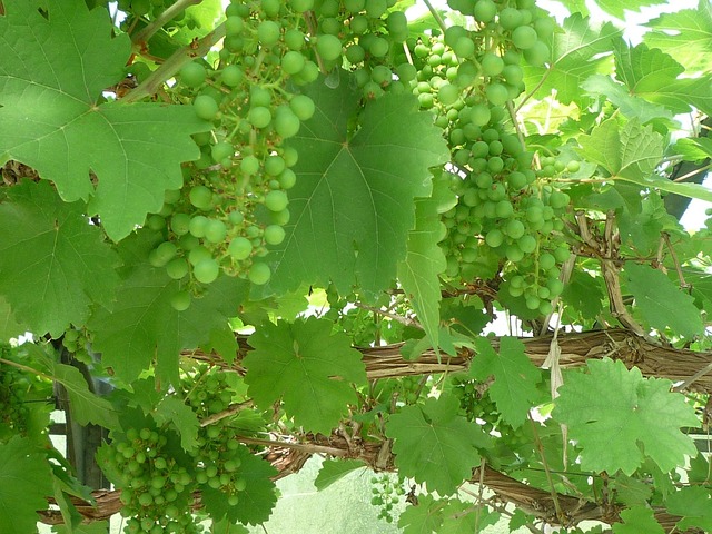 Free Mediterranean Grapes photo and picture