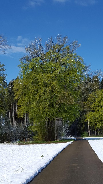 Free Winter Spring Burglar photo and picture