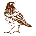 thrush, migratory birds, bird