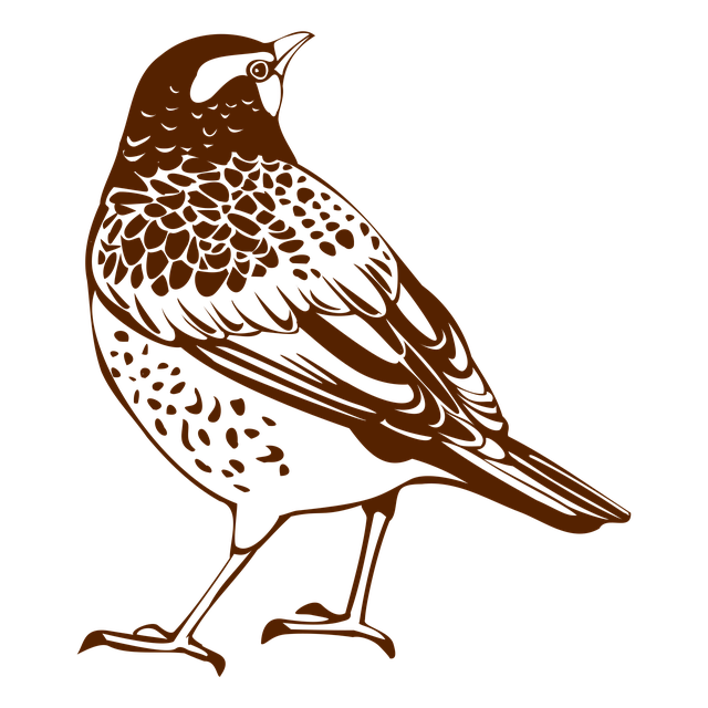 Download free HD stock image of Thrush Nature Free thrush nature migratory birds illustration