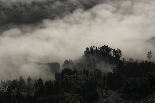 Free Foggy Tree photo and picture