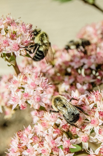 Bienen, Pflanzen, Wild, Natur, Blume