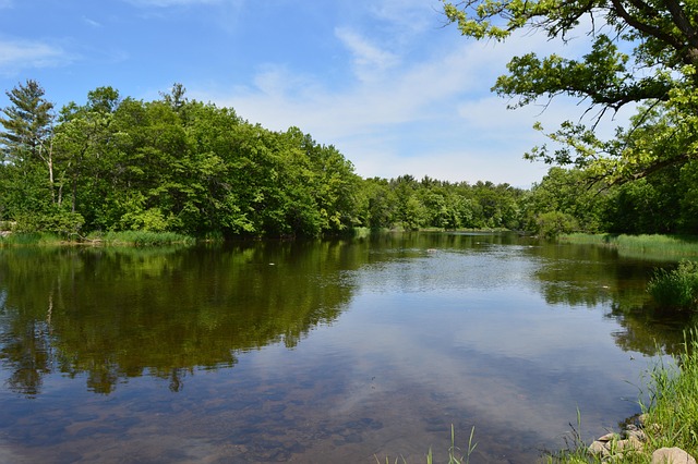 Rote Zeder Fluss, Bachlauf, Kiefern