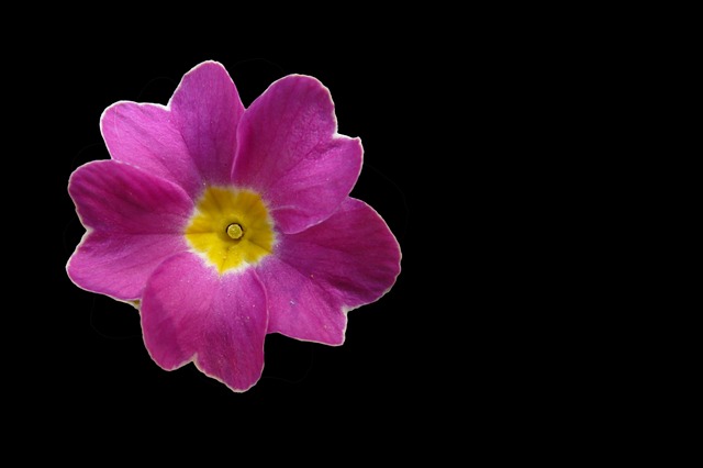 Free flower blossom bloom illustration