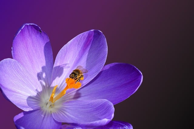 Blomstre, Gummistempel, Insekt, Natur
