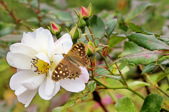Free bush rose white insect illustration