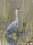heron, nature, mare