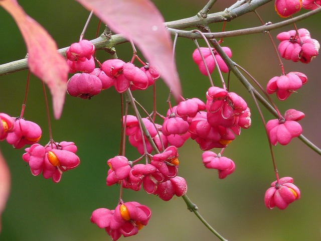 Free Fall Flowers photo and picture