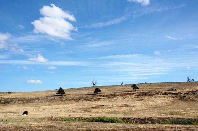 Free Cow Sky photo and picture
