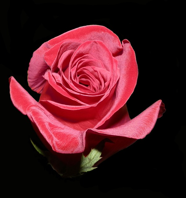 Free Rose Valentine illustration and picture