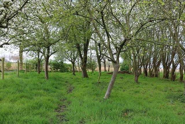 Free Orchard Apple Tree photo and picture