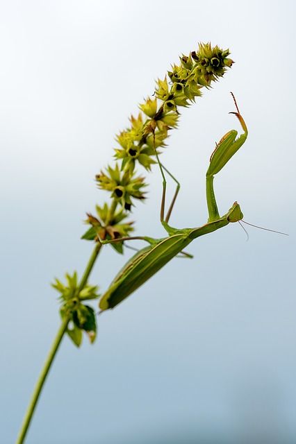 Free mantis insect macro illustration
