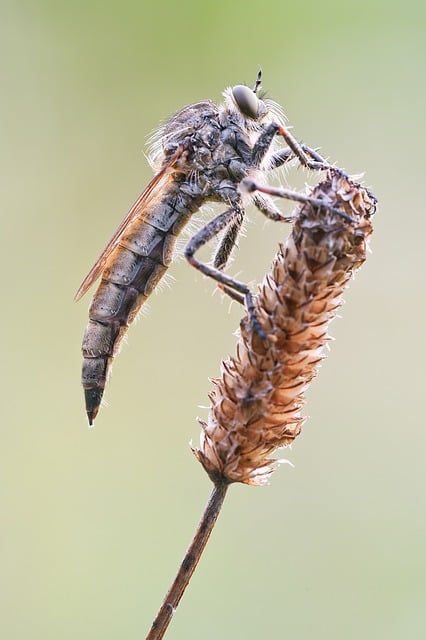 Free Simple Predator Fly Predator Fly illustration and picture