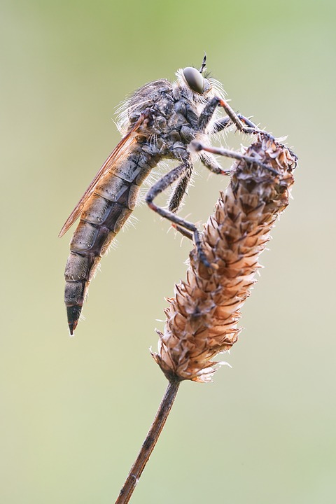 Mosca Predatora Simples Mosca Predador · Imagens grátis no Pixabay