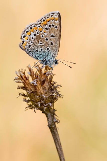 Free Bluish Butterfly illustration and picture