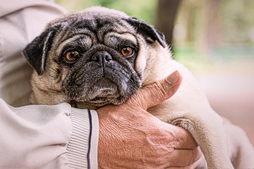 Free Old Man Pug photo and picture