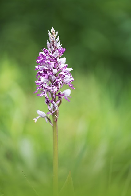Free Orchid Flower photo and picture