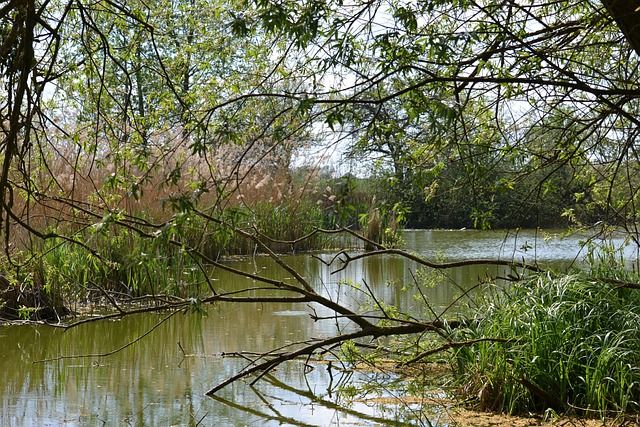 Tümpel Sumpf Teich Kostenloses Foto auf Pixabay Pixabay