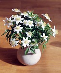 wood anemone, spring, flowers