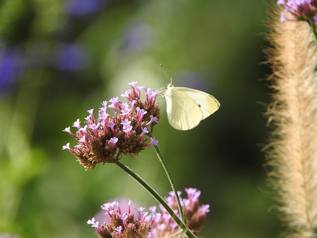 Free Butterfly Bryant photo and picture