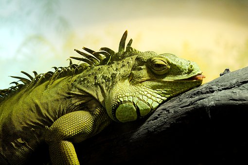 Free Reptile Animals illustration and picture