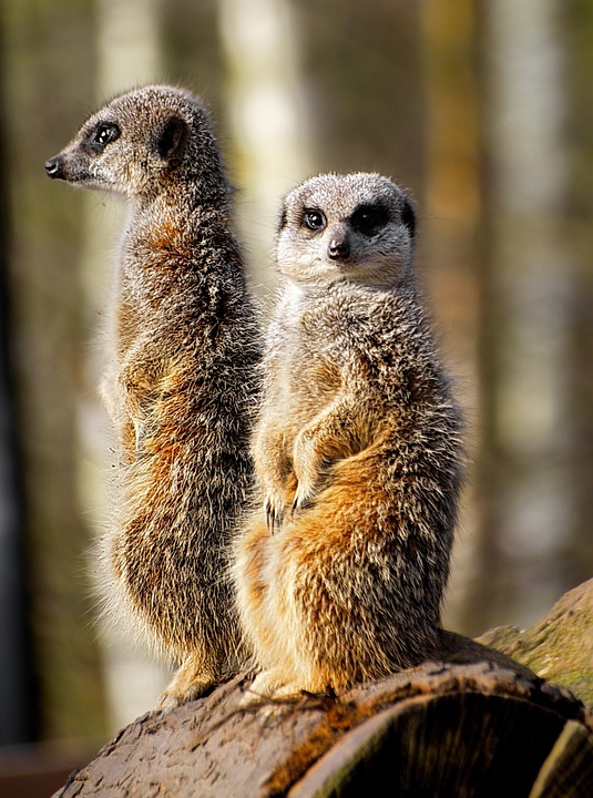 ミーアキャット 野生 動物園 Pixabayの無料写真
