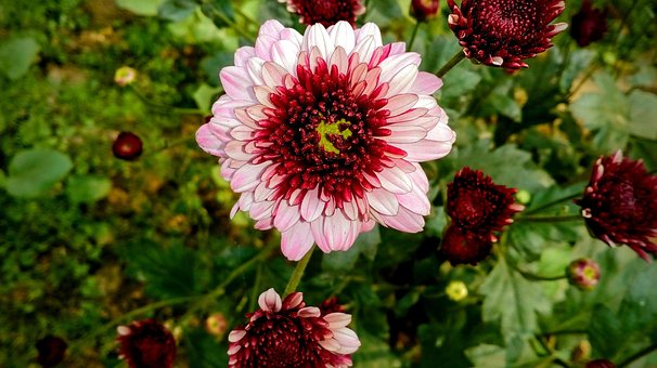 Free Flower Red photo and picture