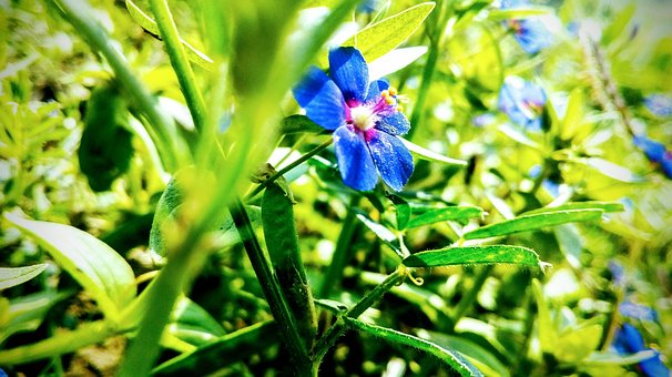 Free Blue Flowers Green photo and picture