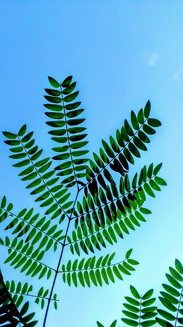 Free Green Nature photo and picture