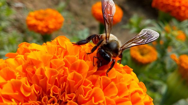 Free Insect Butterfly photo and picture