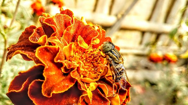 Free Insect Red Flowers photo and picture