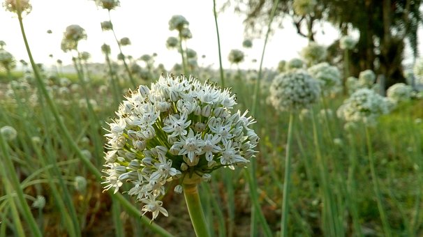 Free Onion Flower White photo and picture