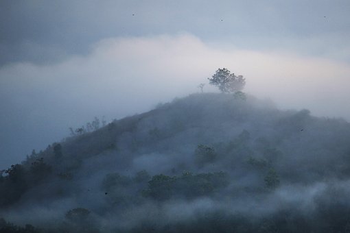 Free Foggy Trees photo and picture