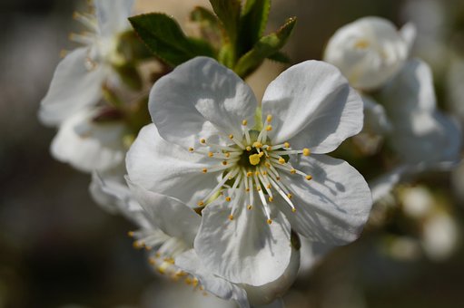 Árbol, Verde, Blanco, Hermosas Flores