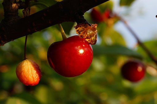 Árbol, Maduro, Hermosas Flores, Rojo